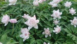 Anemone nemorosa 'Pink Delight' võsaülane